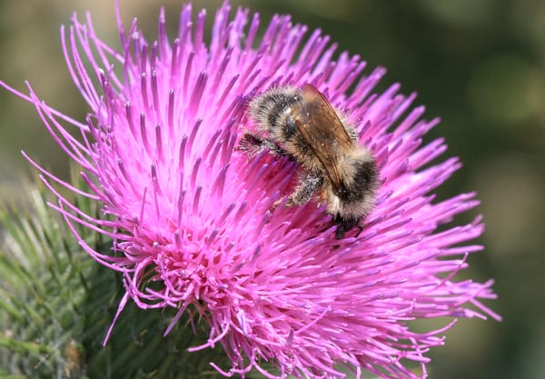 Zandhommel