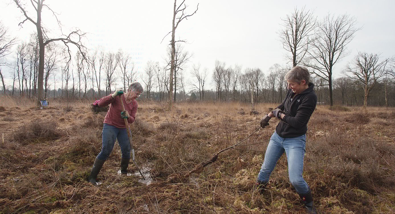 Boompjes trekken in het Soesterveen