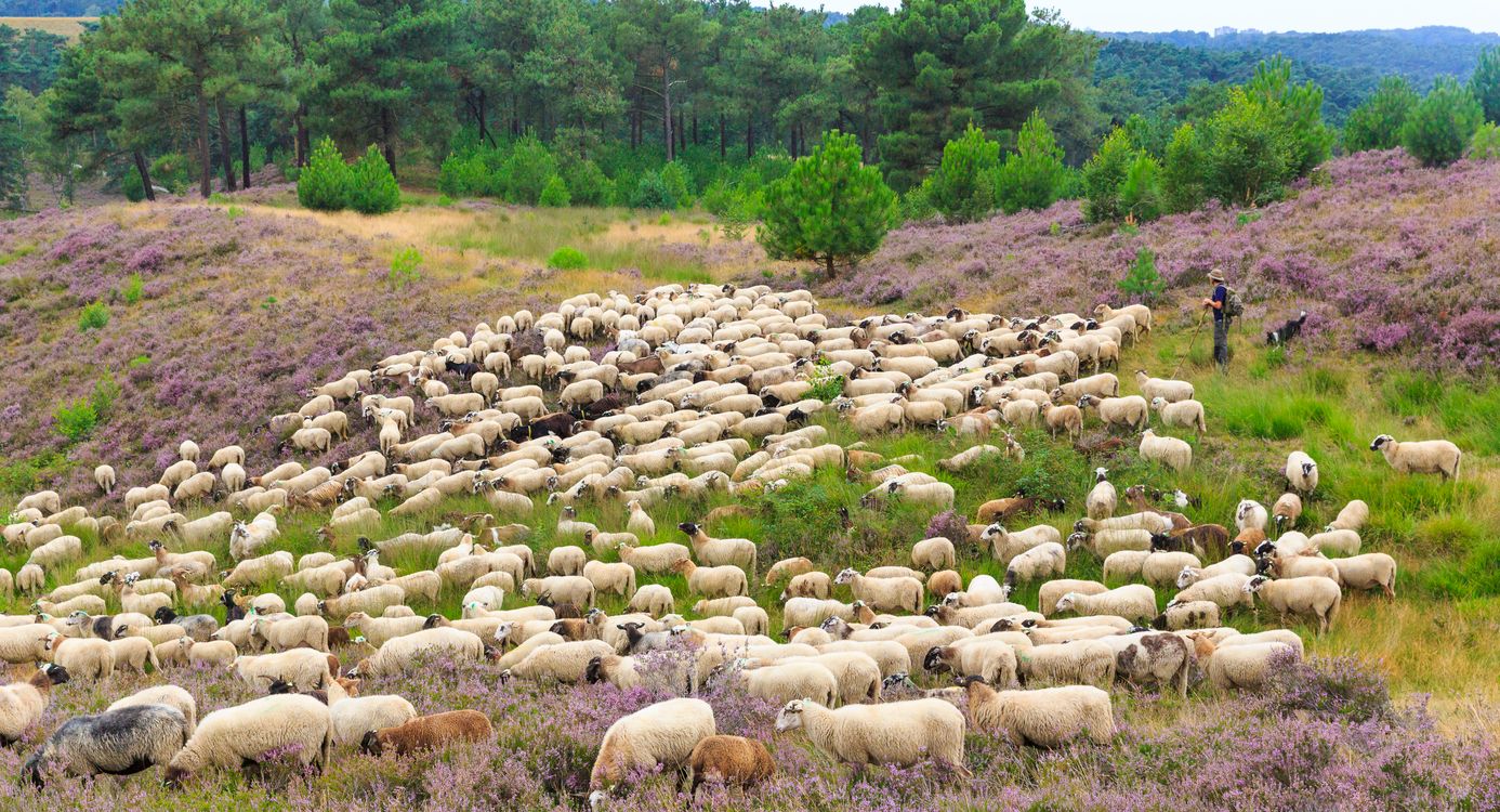 Schoonebeekers aan het werk