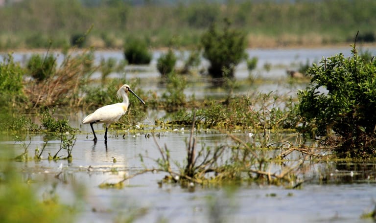 Lepelaar in Korendijkse Slikken