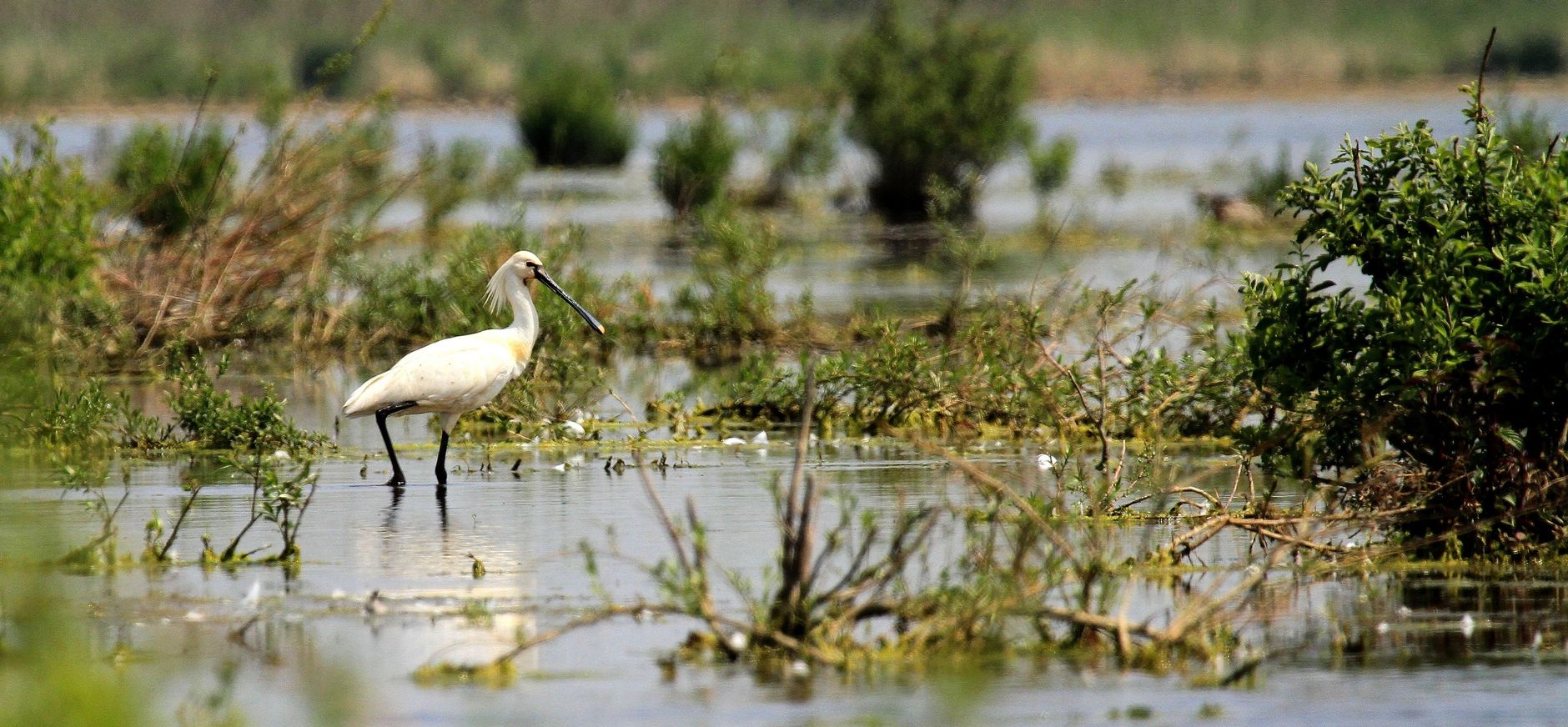 Lepelaar in Korendijkse Slikken