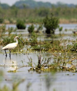 Lepelaar in Korendijkse Slikken