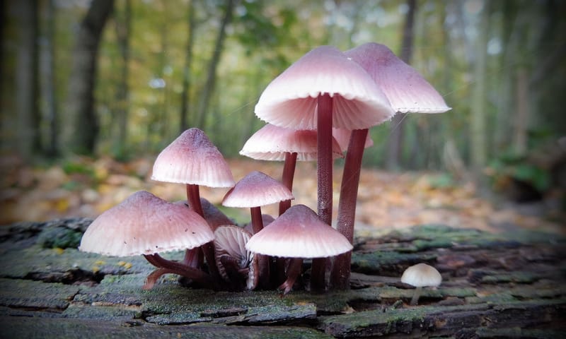 Paddenstoel op dood hout