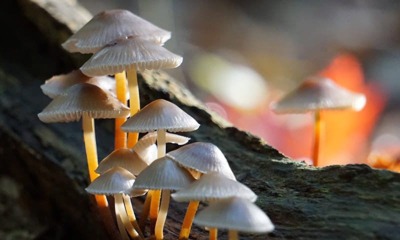 Paddenstoel op dood hout