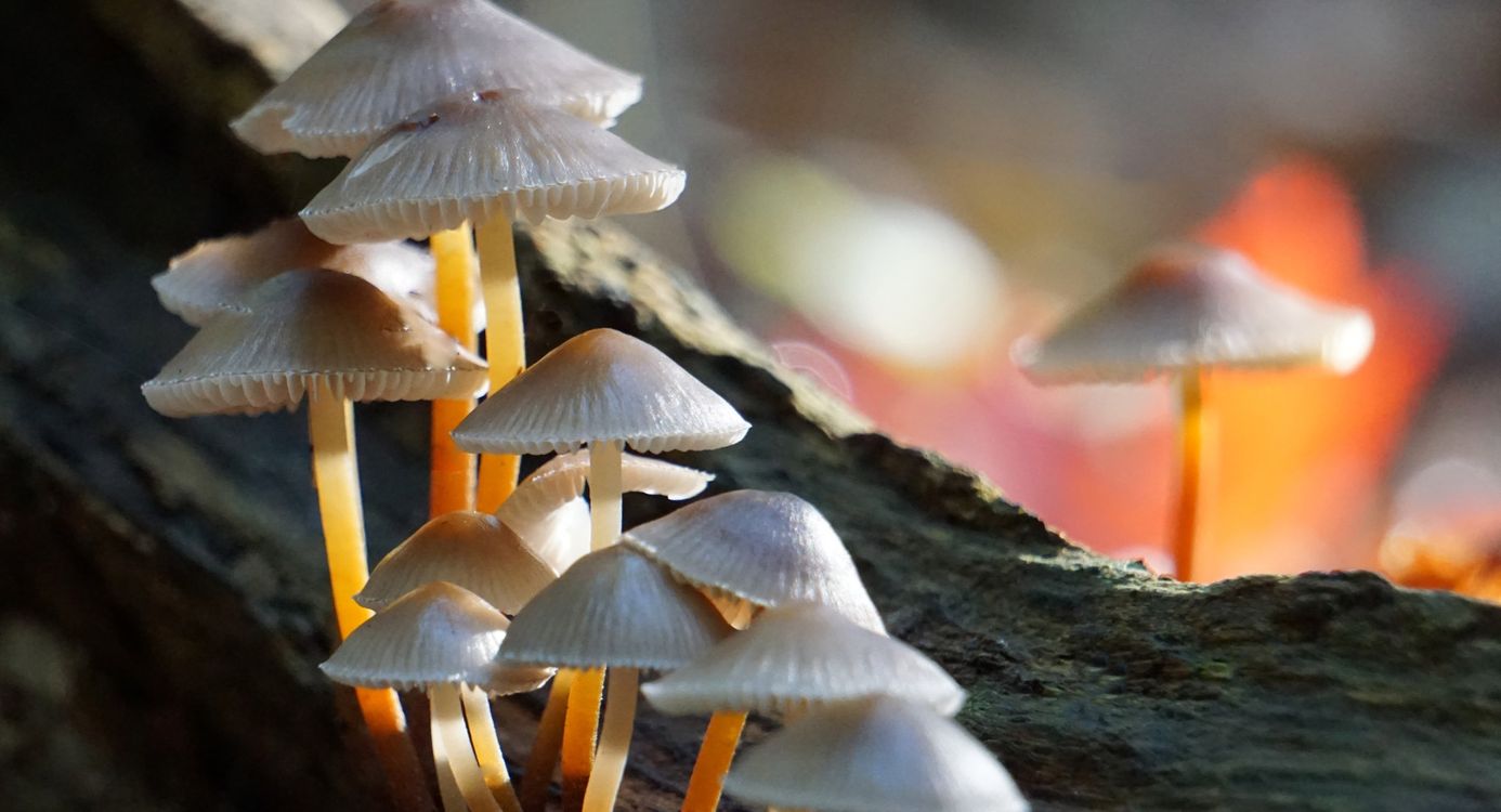 Paddenstoel op dood hout