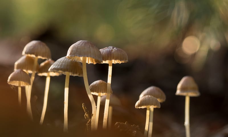 Groep paddenstoelen
