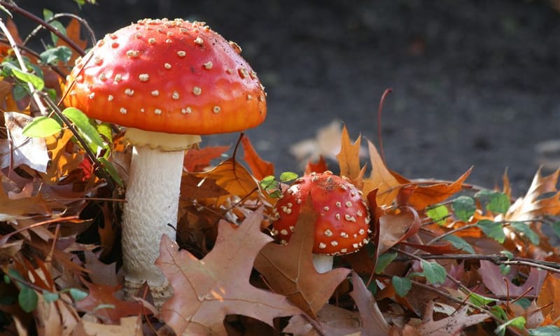Vliegenzwam met herfstblad