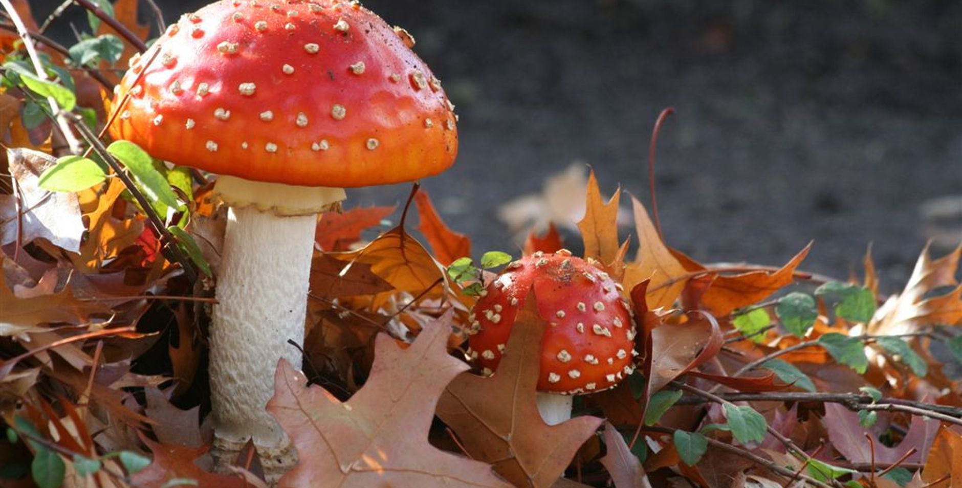 Vliegenzwam met herfstblad