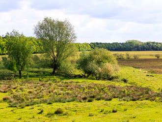 Banisveld