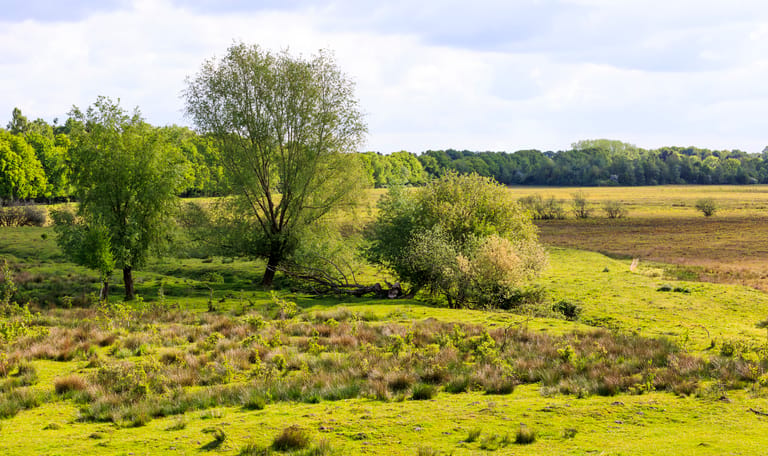 Banisveld
