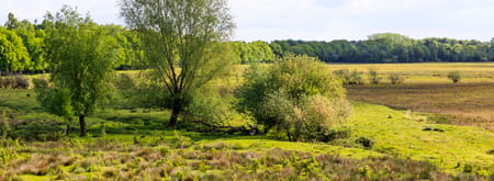 Banisveld
