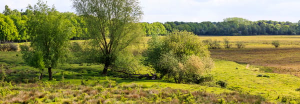 Banisveld