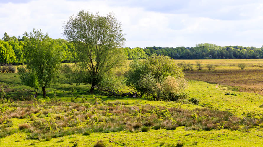 Banisveld