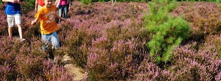 Heumensoord bos en heide