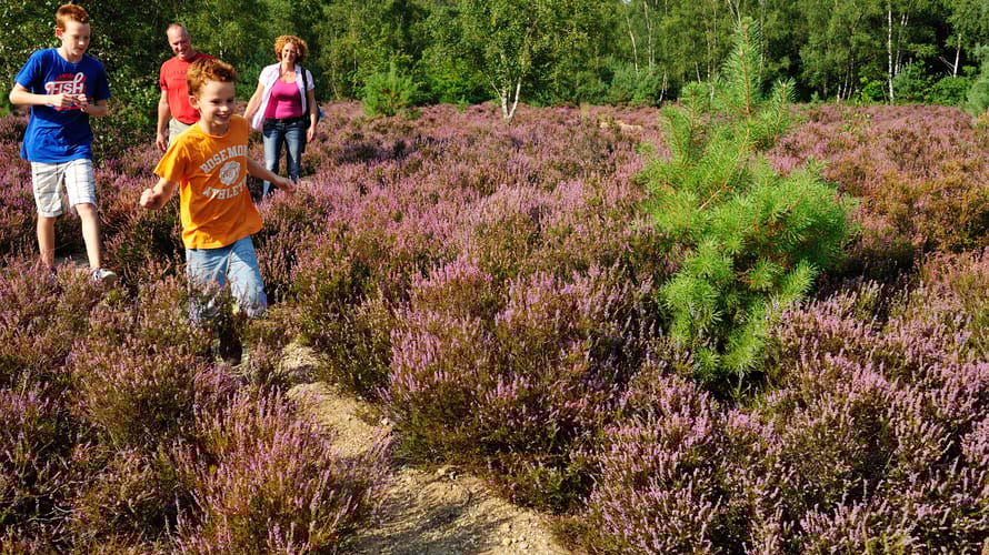 Heumensoord bos en heide