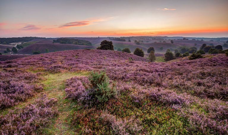 Heideheuvels Veluwezoom
