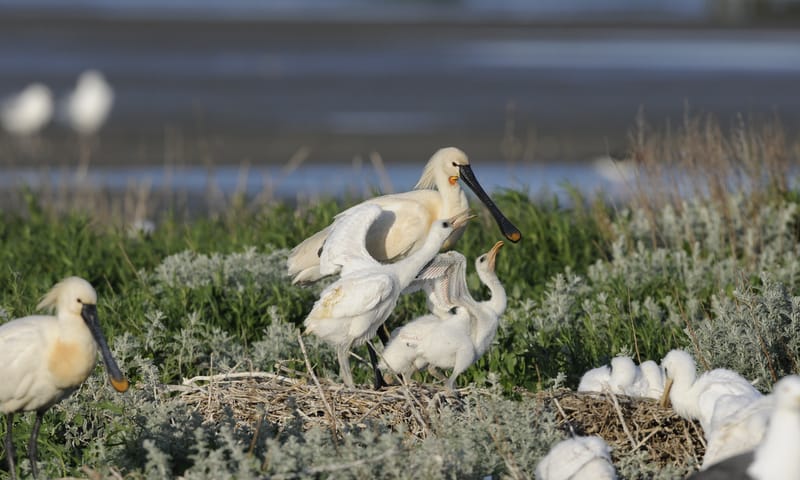 Lepelaar de schorren