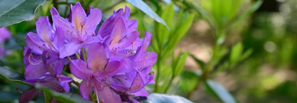 rododendron