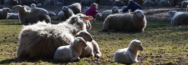 Schapen en lammetjes van de Rhedense schaapskudde
