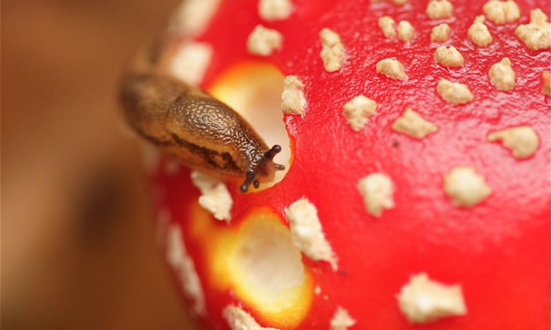 naaktslak op vliegenzwam