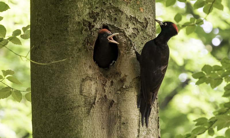 Zwarte specht voert jong in nest