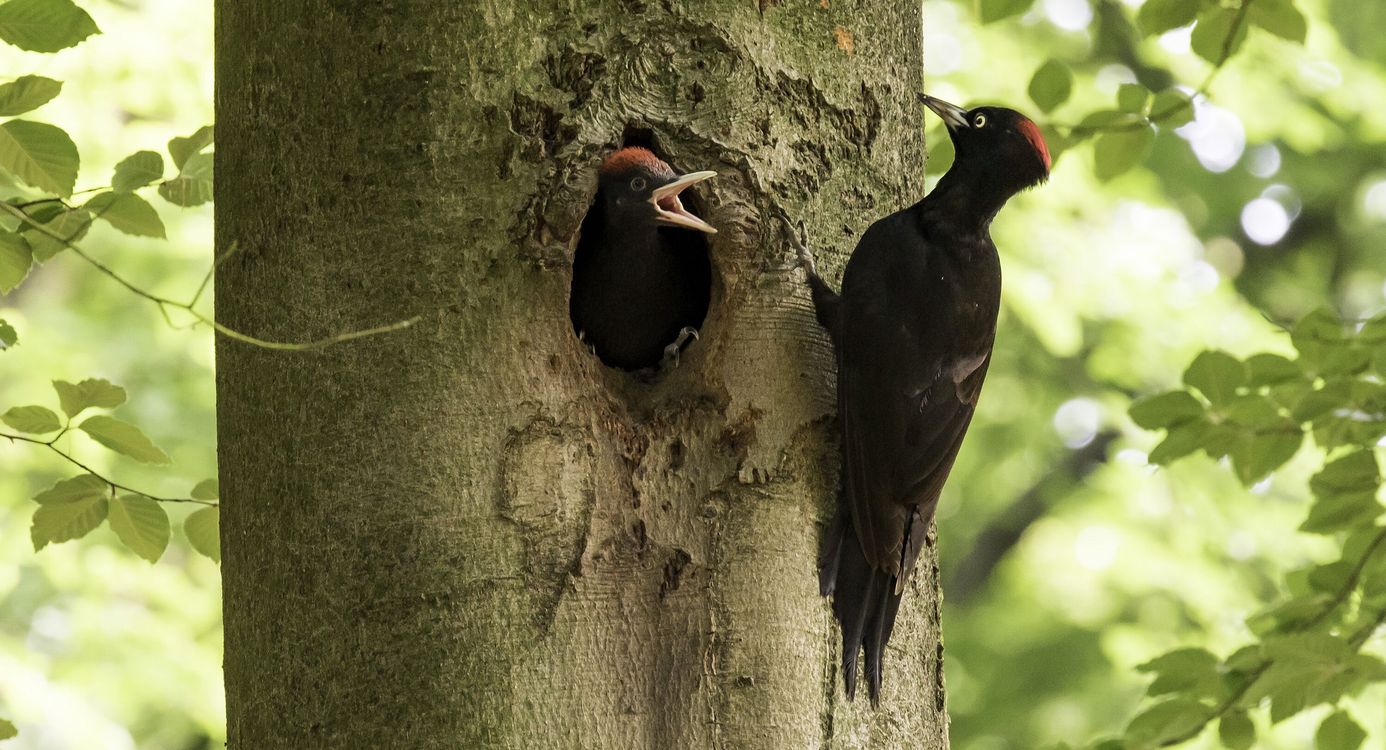 Zwarte specht voert jong in nest