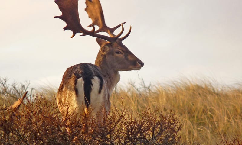 Een damhert in de duinen