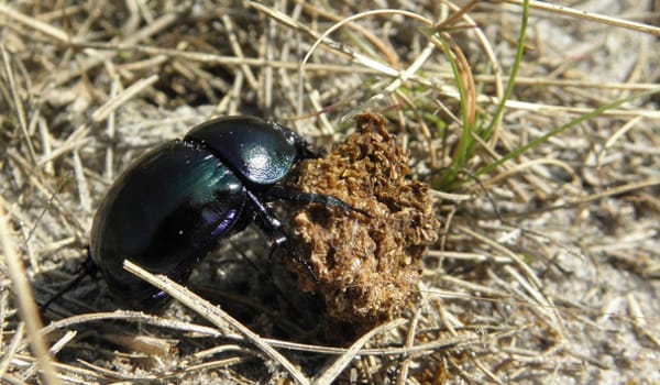 De mestkever is een van de dieren die je op de heide tegenkomt