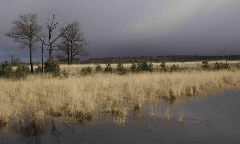 Te veel stikstof in Kampina