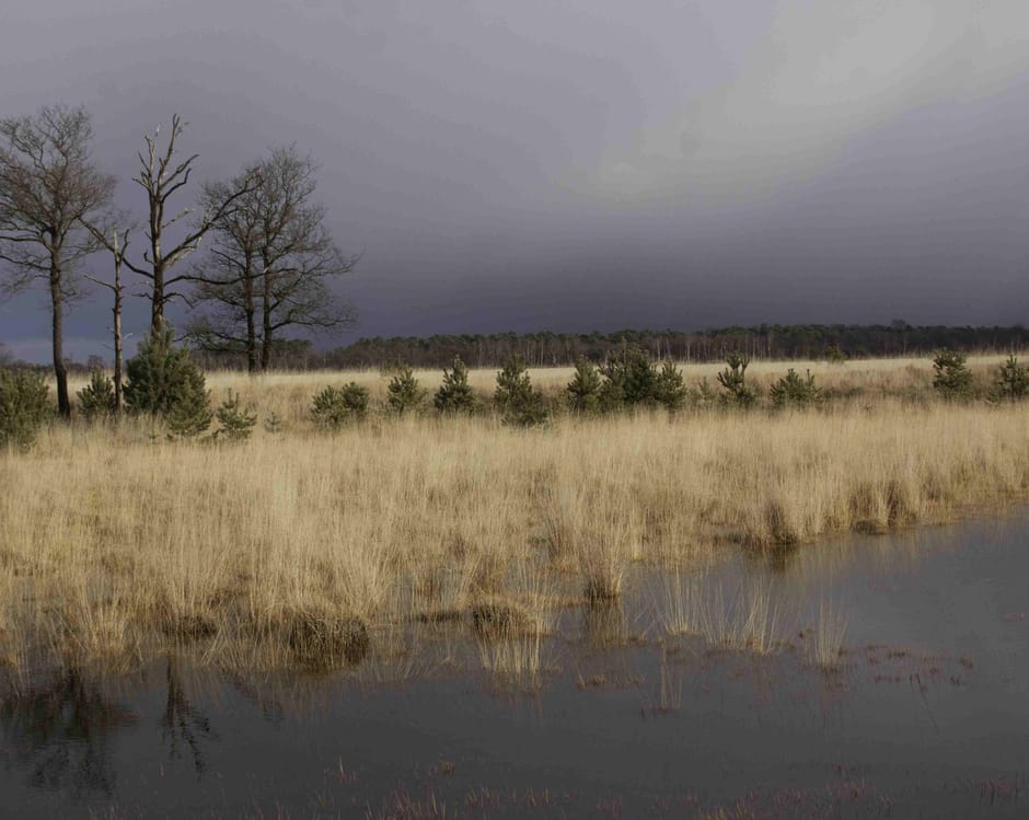 Te veel stikstof in Kampina
