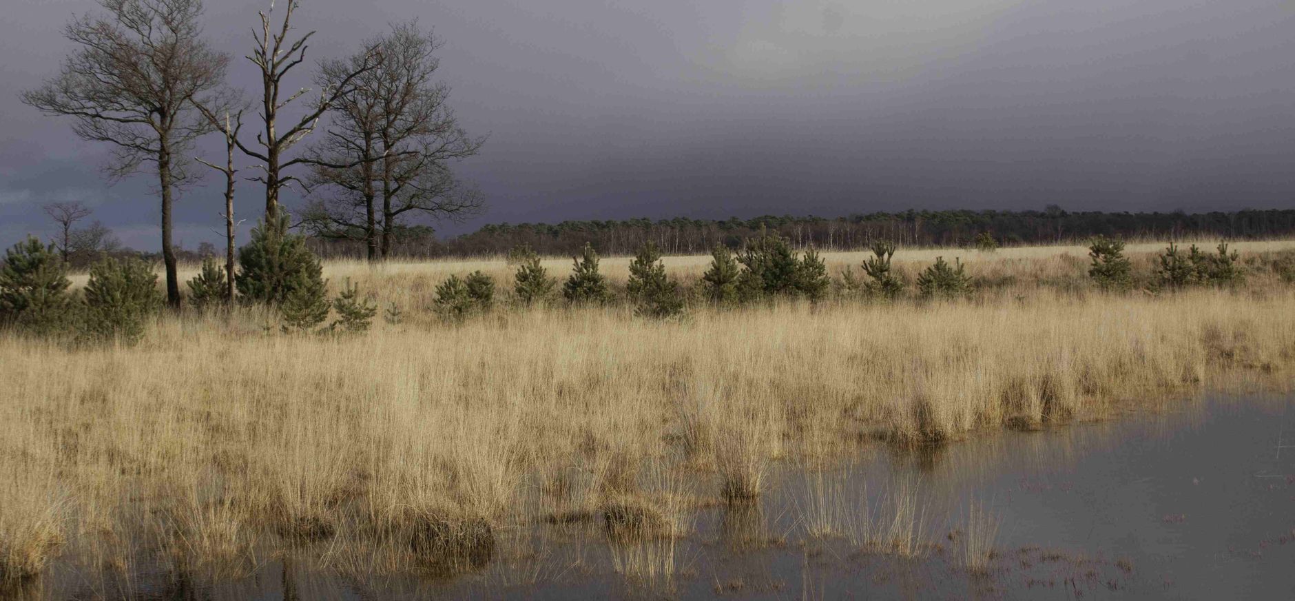 Te veel stikstof in Kampina