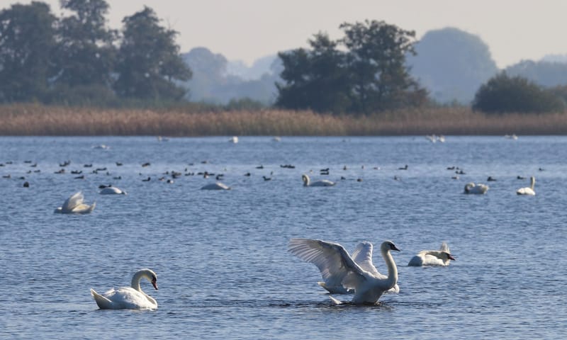 Vogels spotten  knobbelzwanen in De Wieden