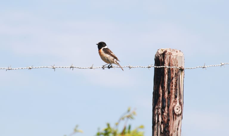 Vogels kijken 