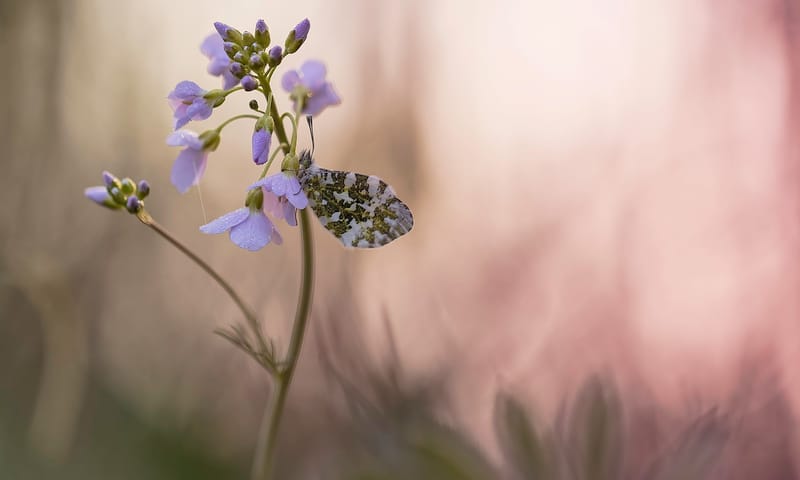 Oranjetipje op pinksterbloem