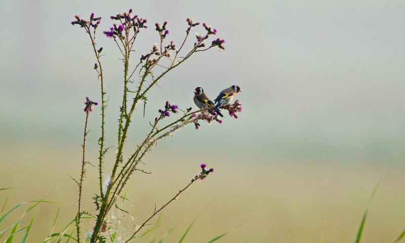 Putters op distel