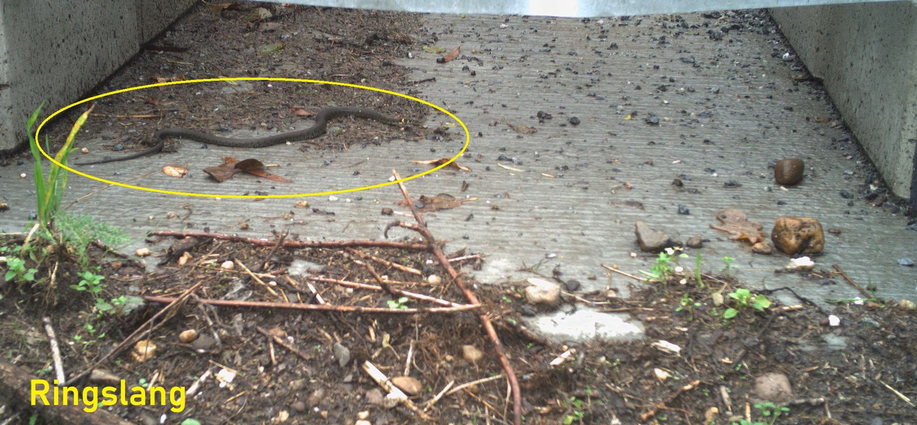 Ringslang in faunapassage Naardermeer