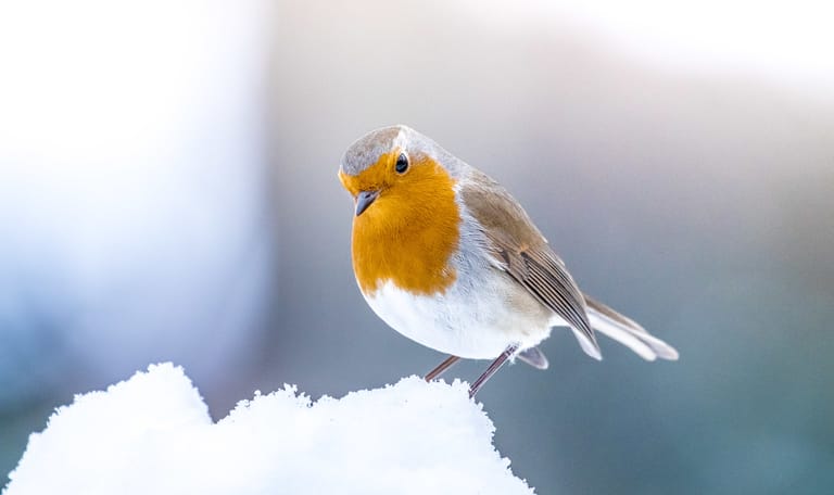 Help de vogels in de winter