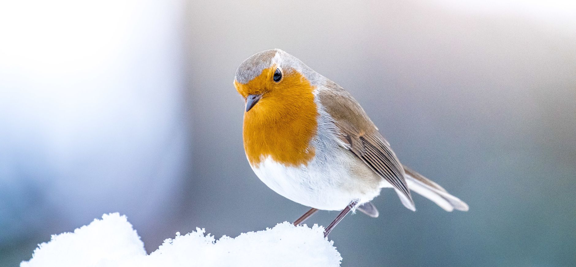 Help de vogels in de winter
