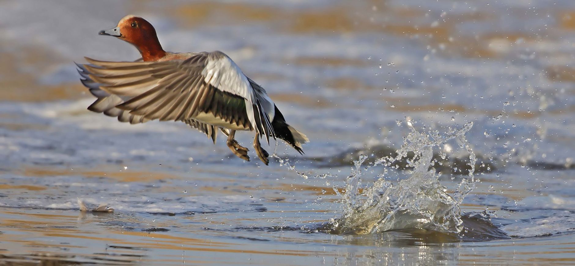 Vogels spotten smient