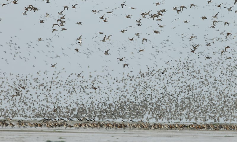 Vogels spotten Trekvogels op de Waddenzee