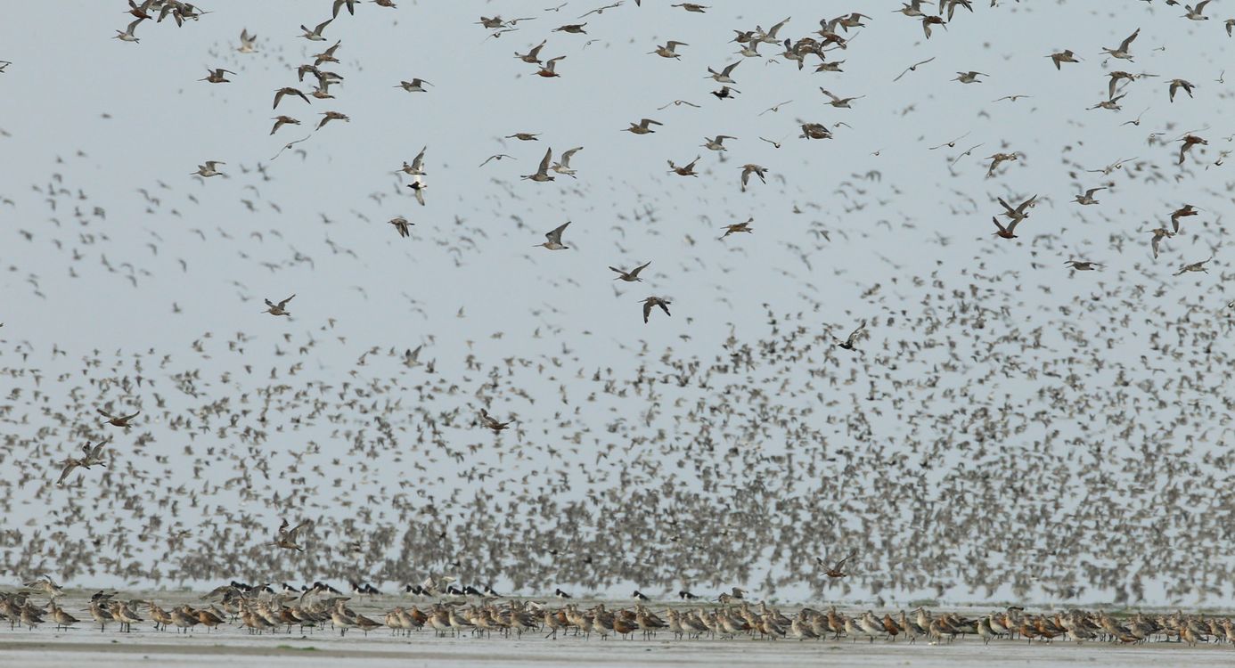 Vogels spotten Trekvogels op de Waddenzee