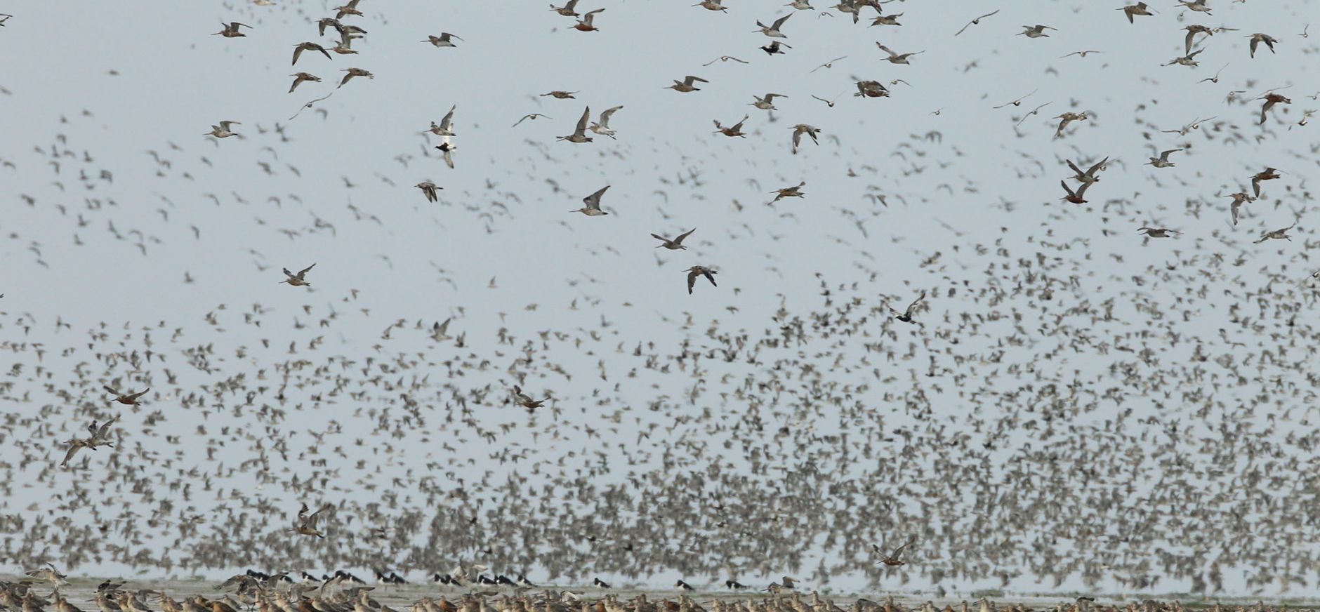 Vogels spotten Trekvogels op de Waddenzee