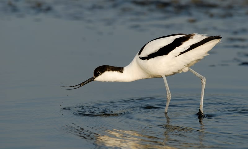 Kluut - Ottersaat - Texel
