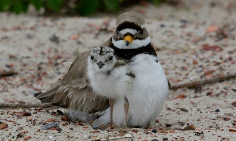 Bontbekplevier - De Petten - Texel