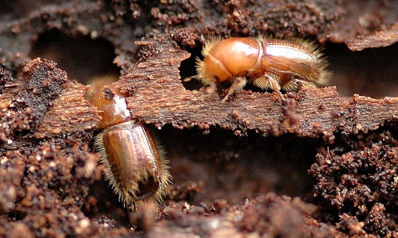 Letterzetter J. Lindsey