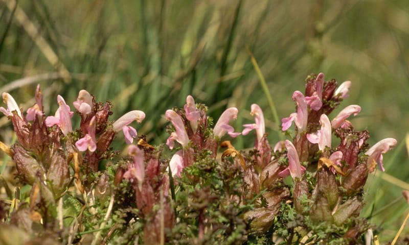 Heidekartelblad