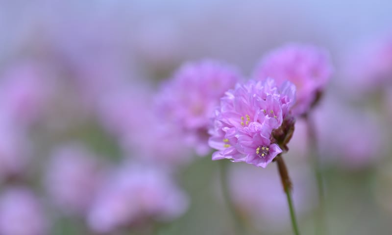 Engelsgras op de kwelder van Schiermonnikoog