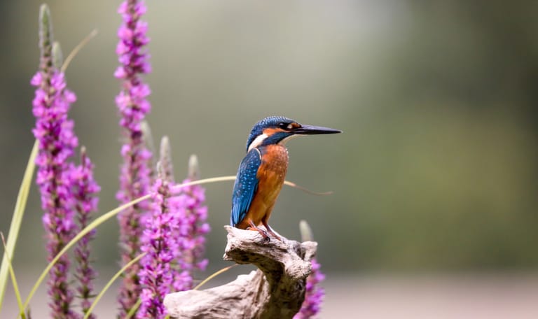 Kattenstaart en ijsvogel