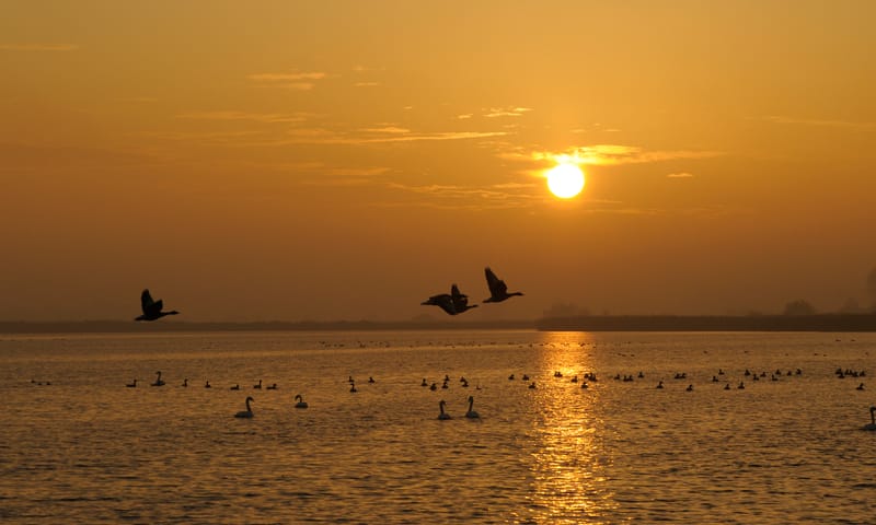 Vaar met zonsondergang mee naar Vogeleiland