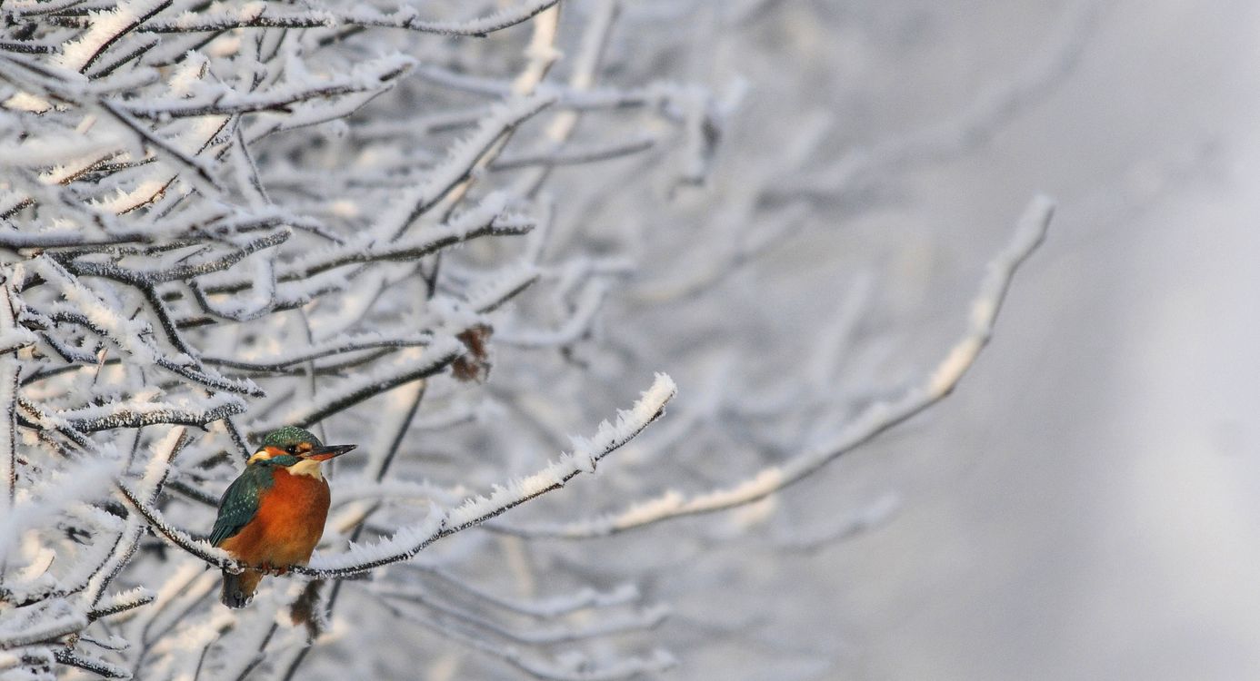 IJsvogel natuurfotografie